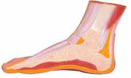 Section of Foot